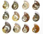 Lot: Polished Whole Ammonite Fossils - Pieces #116580-1